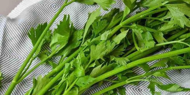 岛这里1500亩芹菜迎来收获季pg电子首页年产突破两万吨！青(图2)