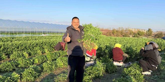 岛这里1500亩芹菜迎来收获季pg电子首